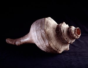Prekolumbialainen taide, mayojen sivilisaatio, klassinen aikakausi: merikuorta käytetty musiikki-instrumenttina (trumpetti). Uaxactunista, Guatemalassa. Himmeä. 19,2x41,5 cm Guatemala, Museo Nazionale di Archeologia e Etnologia - Esikolumbiaaninen taide, M tekijältä Mayan Mayan