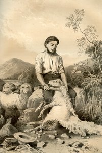 Lammasleikkaus, 1879