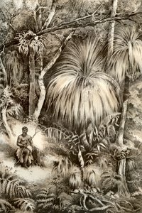 Tasmanian metsämaisema, 1879