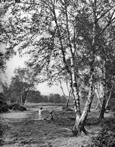 Putney Heath, Lontoo, 1926-1927 tekijältä McLeish