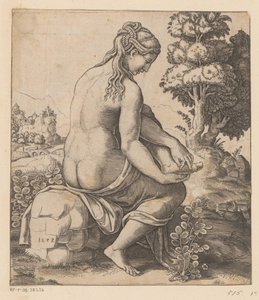 Venus ja ruusu