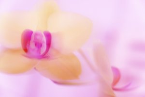 vaaleanpunainen ORCHID