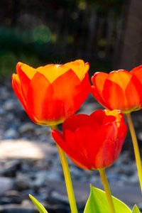loistava TULIP