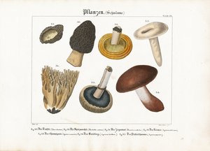 Syötävät ja myrkylliset sienet tekijältä Meno Haas