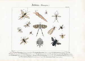 Erilaiset hyönteiset keskittyen Hymenoptera ja Diptera -lajeihin