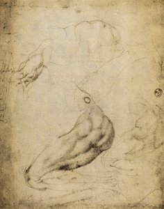 Anatominen tutkimus: Michelangelon piirustus, joka on säilytetty Piirustusten ja tulosteiden huoneessa, Uffizi Gallery, Firenze. tekijältä Michelangelo Buonarroti