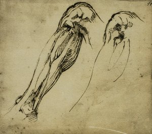 Jalan anatomiset tutkimukset, Michelangelon piirustus. Casa Buonarroti, Firenze tekijältä Michelangelo Buonarroti