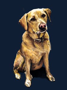 Daisy The Labrador Midnight Bluessa, 2020