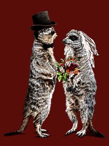 Naimisissa Meerkats on Red Oxide, 2020 tekijältä Mike Davis