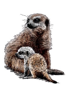 Uudet Baby Meerkats on White, 2020 tekijältä Mike Davis