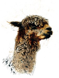 Alpaka valkoisella, 2019 tekijältä Mike Davis