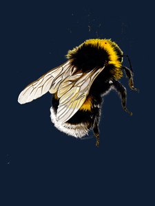 The Bee on Midnight Blue, 2020 tekijältä Mike Davis