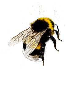 Mehiläinen valkoisella, 2019 tekijältä Mike Davis