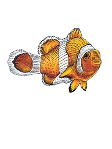 Clownfish on White, 2022 tekijältä Mike Davis