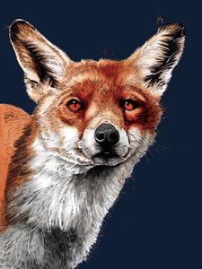 The Fox on Midnight Blue, 2020 tekijältä Mike Davis