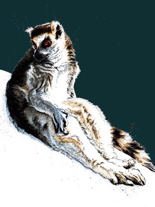 The Lazy Lemur on Midnight Blue, 2020 tekijältä Mike Davis