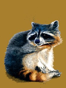 Pesukarhu kultaisella keltaisella, 2020