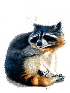 Pesukarhu valkoisella, 2020