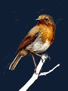 The Robin on Midnight Blue, 2020 tekijältä Mike Davis