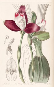 Lycaste macrophylla (syn. Lycaste plana) tekijältä Miss Drake