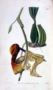 Orkidea: Laelia autumnalis, julkaisija I. Ridgway tekijältä Miss Drake