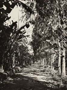 Imperiumin rakentaminen fasistisella aikakaudella: hedelmätarha Cherenissä, 5.9.1936 (mv-valokuva) tekijältä Modestino Baldinetti