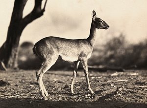 Imperiumin rakentaminen fasistisella aikakaudella: Setitin vuohi, 9.5.1936 (mv/w kuva) tekijältä Modestino Baldinetti