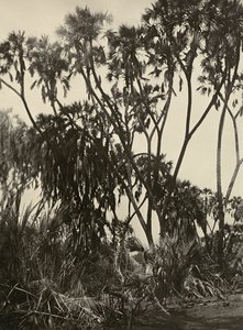 "Imperiumin rakentaminen" fasistisella aikakaudella: Dum-palmulehto, 5.9.1936 (b/w kuva) tekijältä Modestino Baldinetti