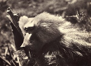 Imperiumin rakentaminen fasistisella aikakaudella: apina, 9.5.1936 (mv/v kuva) tekijältä Modestino Baldinetti
