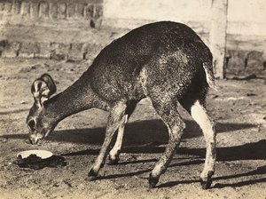 Imperiumin rakentaminen fasistisella aikakaudella: antilooppi, 9.5.1936 (mv/w kuva) tekijältä Modestino Baldinetti