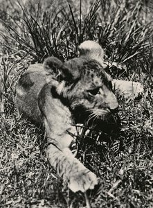 Imperiumin rakentaminen fasistisella aikakaudella: esimerkki nuoresta leijonasta, 09.5.1936 (mv/w kuva) tekijältä Modestino Baldinetti