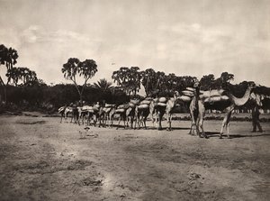 Imperiumin rakentaminen fasismin aikakaudella: kamelikaravaani, 09/05/1936 (s/w-kuva) tekijältä Modestino Baldinetti