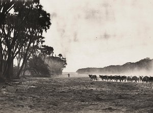 Imperiumin rakentaminen fasismin aikana: karjaa paimennetaan kohti Gasc-jokea, 09/05/1936 (s/w-kuva). tekijältä Modestino Baldinetti