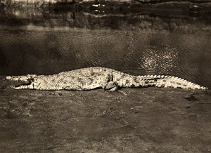 Imperiumia rakentamassa fasistisella aikakaudella: krokotiili, 9.5.1936 (mv/v kuva) tekijältä Modestino Baldinetti