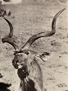 Imperiumin rakentaminen fasismin aikana: esimerkki agazenista, 09/05/1936 (s/w-kuva). tekijältä Modestino Baldinetti