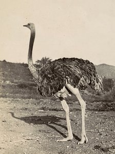 Imperiumin rakentaminen fasistisella aikakaudella: esimerkki strutista, 9.5.1936 (mv. kuva) tekijältä Modestino Baldinetti