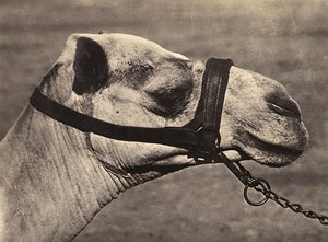 Imperiumin rakentaminen fasistisella aikakaudella: bisciari kamelin pää, 09.5.1936 (mv/w kuva) tekijältä Modestino Baldinetti