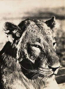 Imperiumin rakentaminen fasismin aikana: leijonan pää, 09/05/1936 (s/w-kuva) tekijältä Modestino Baldinetti