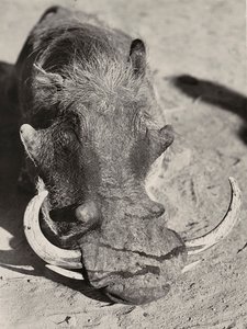"Imperiumin rakentaminen" fasistisella aikakaudella: villisian pää, 9.5.1936 (m/v kuva) tekijältä Modestino Baldinetti