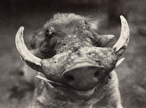 Imperiumin rakentaminen fasismin aikana: villisian pää, 09/05/1936 (s/w-kuva) tekijältä Modestino Baldinetti