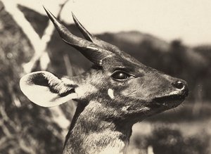 Imperiumin rakentaminen fasistisella aikakaudella: antiloopin pää, 9.5.1936 (mv/v kuva) tekijältä Modestino Baldinetti