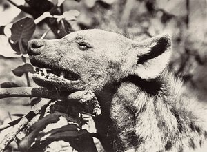 Imperiumia rakentamassa fasistisella aikakaudella: hyeenan pää, 9.5.1936 (mv/v kuva) tekijältä Modestino Baldinetti