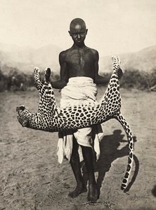 "Imperiumin rakentaminen" fasistisella aikakaudella: alkuperäiskansa esittelee leopardia, 5.9.1936 (mv/w kuva) tekijältä Modestino Baldinetti