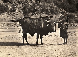 Imperiumin rakentaminen fasistisella aikakaudella: nomadi, 9.5.1936 (mv/v kuva) tekijältä Modestino Baldinetti