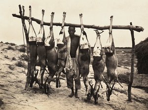 Imperiumin rakentaminen fasistisella aikakaudella: vangittuja peuroja, 09.5.1936 (m/v kuva) tekijältä Modestino Baldinetti