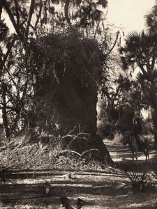 Imperiumin rakentaminen fasistisella aikakaudella: termiittisiirtokunta, 9.5.1936 (mv/v kuva) tekijältä Modestino Baldinetti