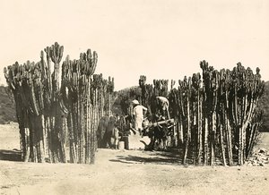Imperiumin rakentaminen fasismin aikana: Nacfan kaivo, 09/05/1936 (s/w-kuva). tekijältä Modestino Baldinetti