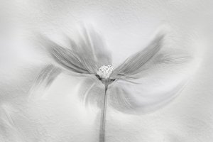 Ethereal Bloom Motion tekijältä Molly Fu APA