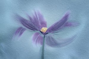 Eteerinen violetti kukka tekijältä Molly Fu APA