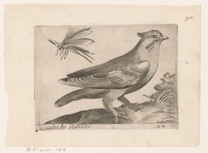 Pestvogel (Bombycilla garrulus) Colonbo indiano (otsikko esineessä) Vogels (sarjan nimi)
